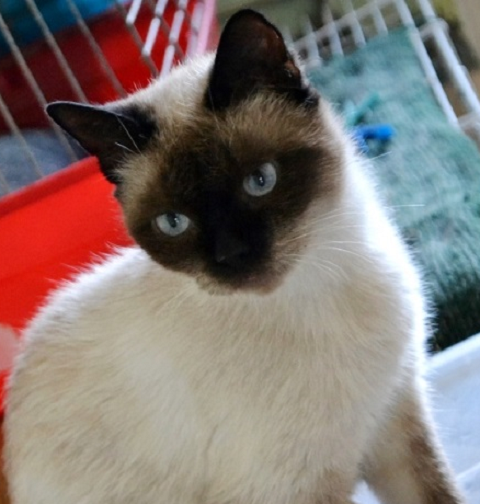 Molly Wunderschöne Katze Mit Blauen Augen Vermittelt