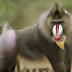 Baboon | Is a baboon a monkey or ape