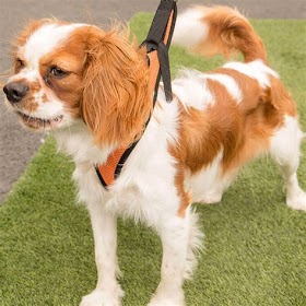 Buying Puppies In Scotland: What You Need To Know In 2023