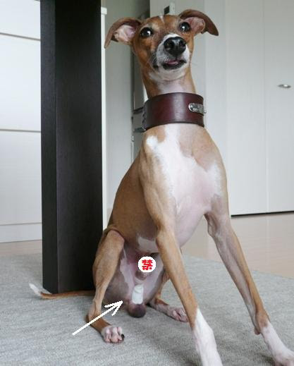 イタグレ トトとつれづれ誌 あれ から４か月