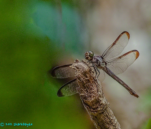 Dragonfly by sharkbayte