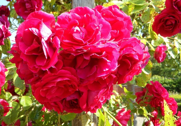 Rose rampicanti - Idee Green