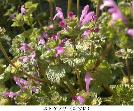 フォトエッセイ 春の野草たち