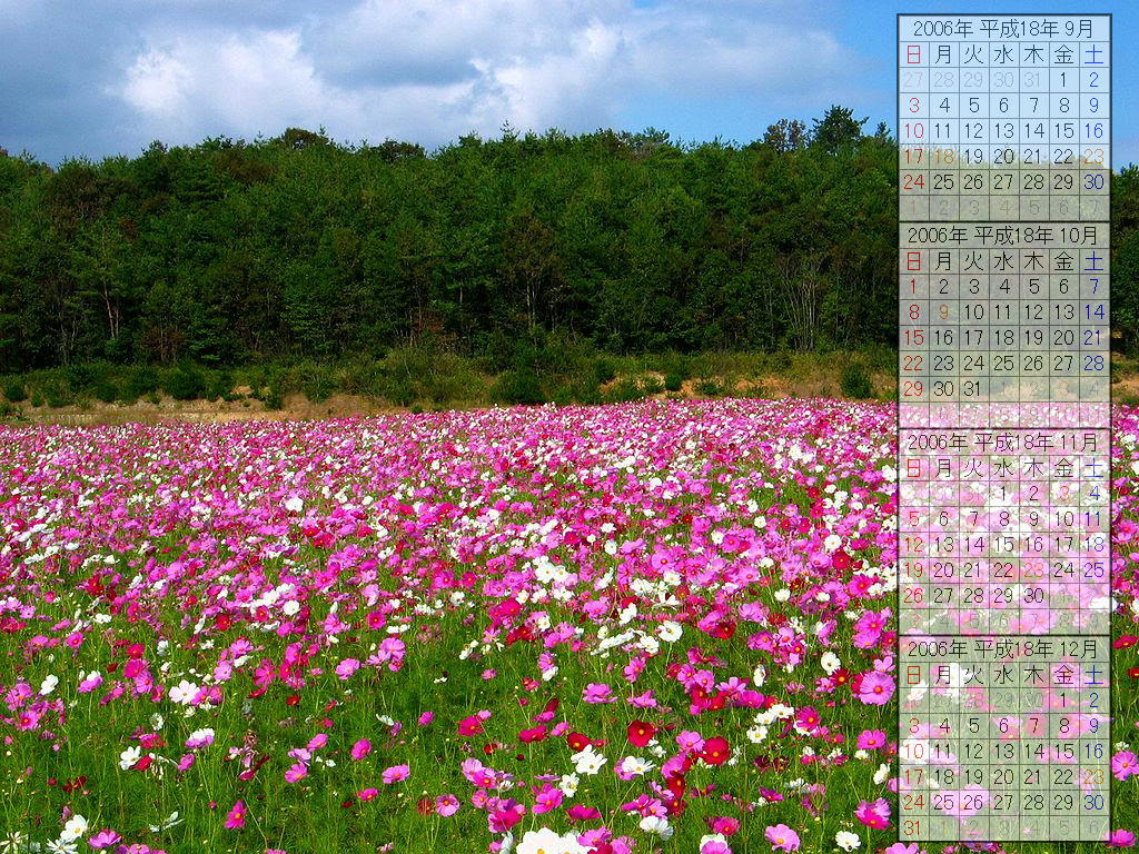 コスモスの花 コスモス畑 秋の花 デスクトップ壁紙カレンダー06年 ぶらり兵庫 ぶらり神戸 神戸の観光情報とイベント情報 楽天ブログ