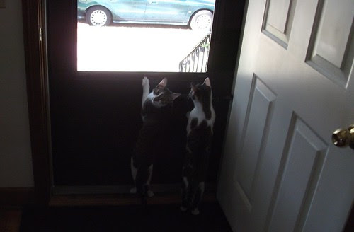 20120924 cats plan escape