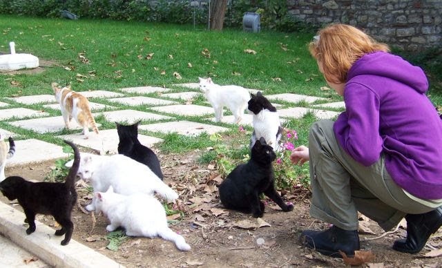 turkey-istanbul-many-cats