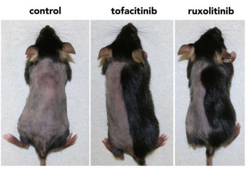 mice-hair-growth