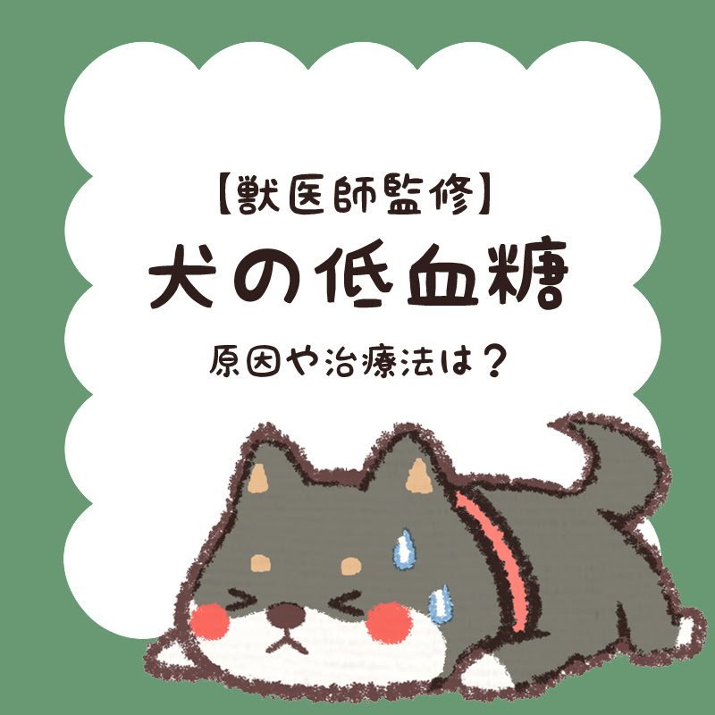 獣医師監修 犬の低血糖に要注意 死に至る可能性も 低血糖の原因や治療法は