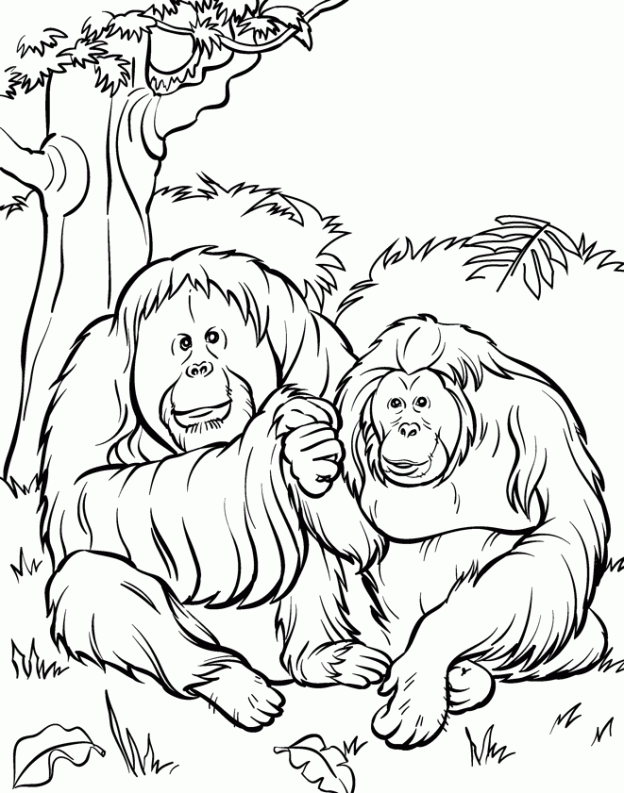 Free Zoo Pictures To Color Download Free Clip Art Free Clip Art