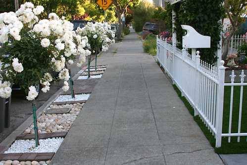control freak with healthy roses