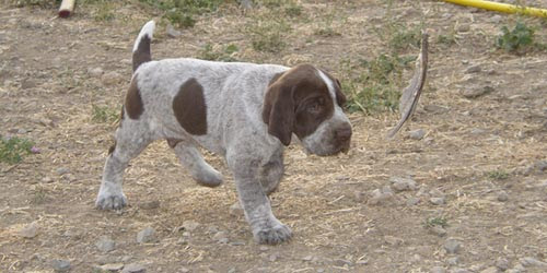 Perros Braco Francés