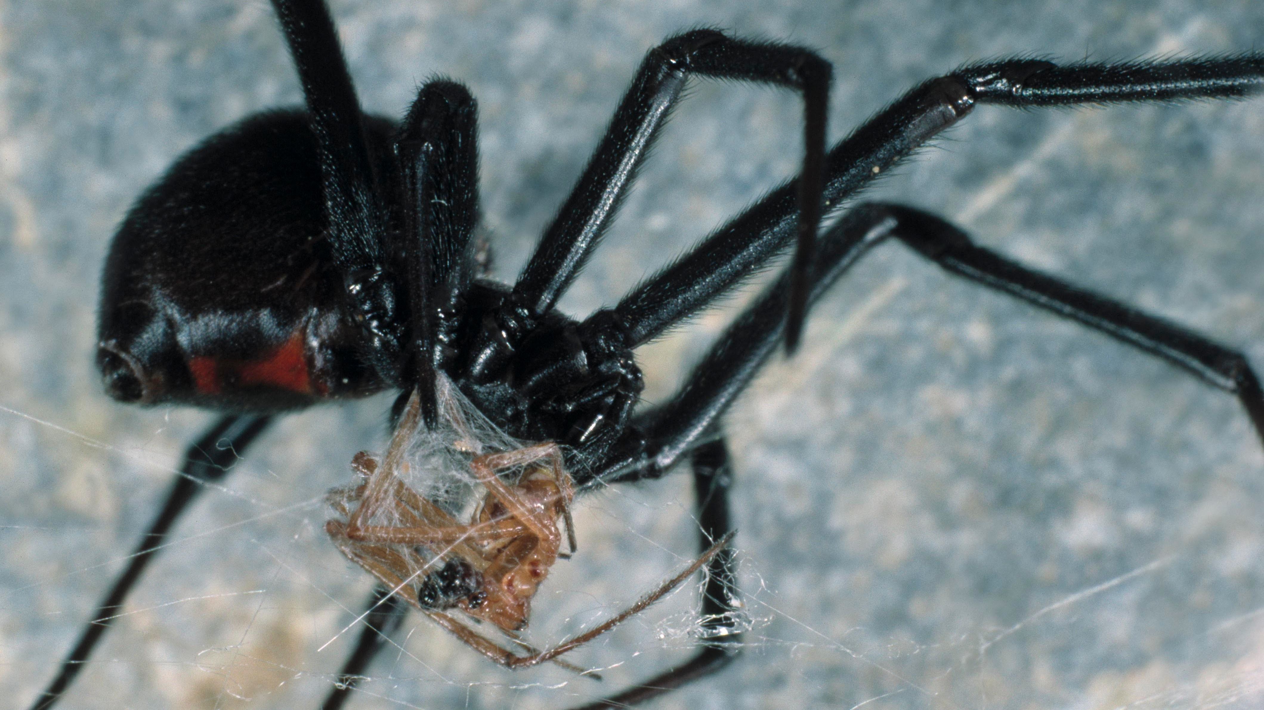 Poisonous Black Widow spider discovered in camper van ...