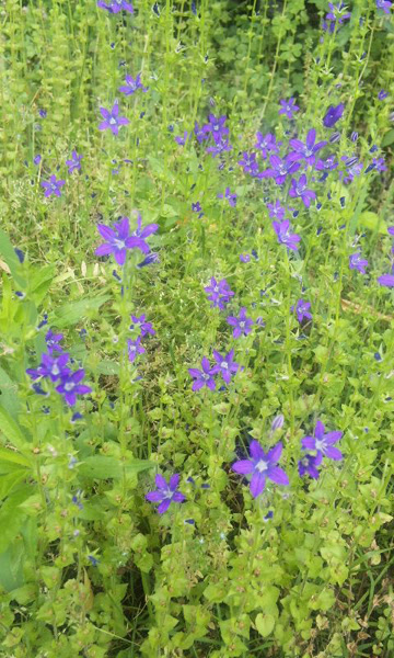 むささきの花 今日の雑草 白い雑記帳