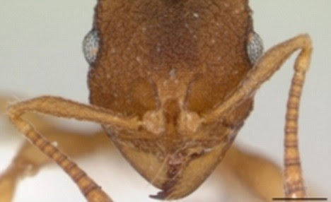 mycocepurus smithii big