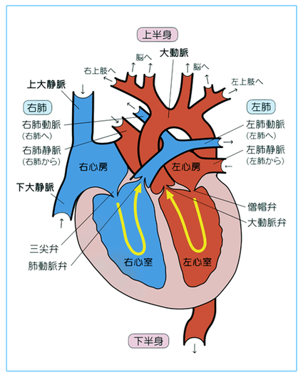 69 弁膜症と人工弁 心臓 循環器病あれこれ 国立循環器病研究センター 循環器病情報サービス