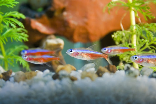 ネオンテトラの飼育 照明ライトの必要性や点灯時間は 熱帯魚 淡水魚 海水魚の図鑑