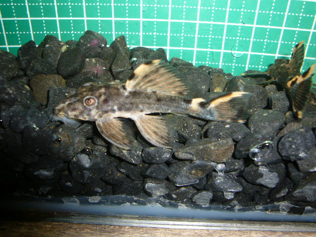 プレコ コリドラスやカメレオンも専門店の通販で 熱帯魚から爬虫類 両生類までお任せ 石と泉のあくあぶろぐ