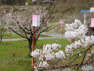 真室川公園の桜