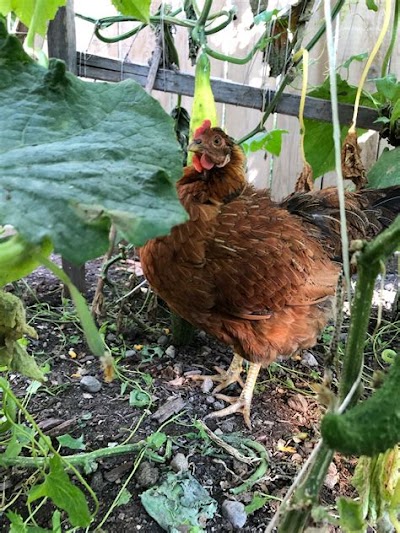 Designing A Backyard Chicken Forum-Themed Room