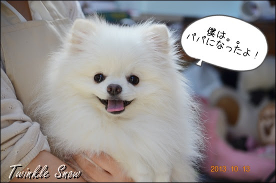 交配受付中 ポメラニアン交配犬 ティーカッププードル交配犬情報 可愛いポメラニアン専門ブリーダーのブログ 子犬情報 Twinklesnow犬舎 東北 岩手 盛岡