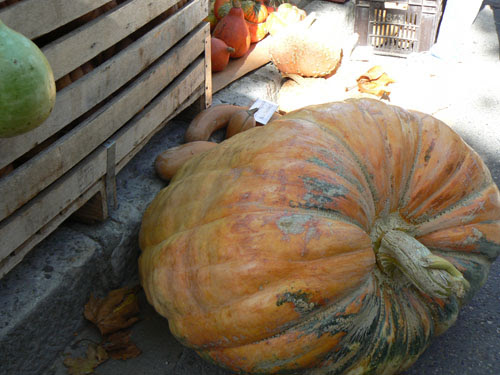 courge avachie.jpg