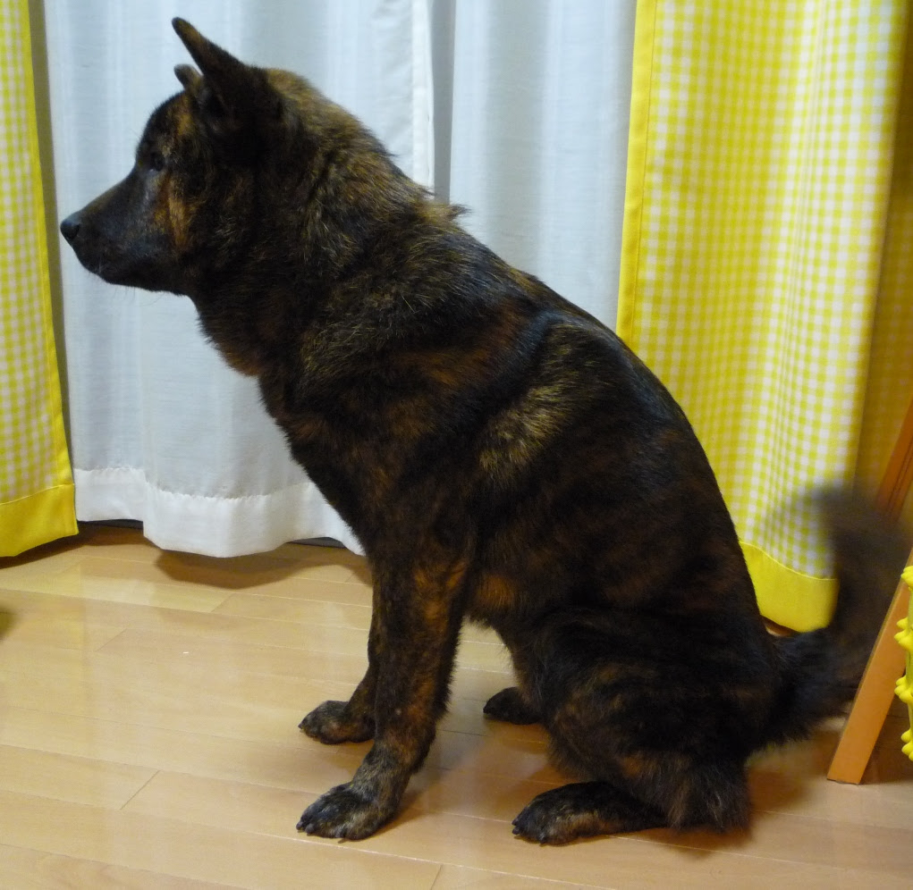 Japan Image 犬 おすわり 横