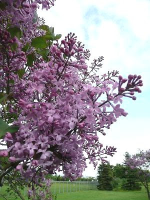 札幌の川下公園 ライラックが咲いてます ちびむすブログ