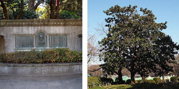 タイサンボクとは ヤサシイエンゲイ