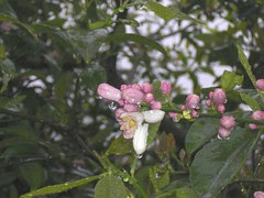Plum Flowers?
