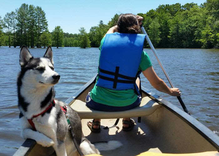 husky siberiano