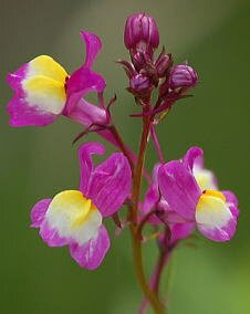 花 リナリア 3月5日の花と花言葉 リナリア 魅る魅るガーデニング