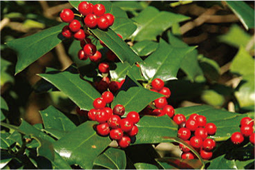 クリスマスホーリー セイヨウヒイラギ Ilex Aquifolium