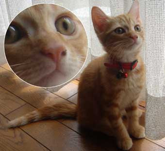 1532 猫の鼻くそ お散歩大好き猫ブログ