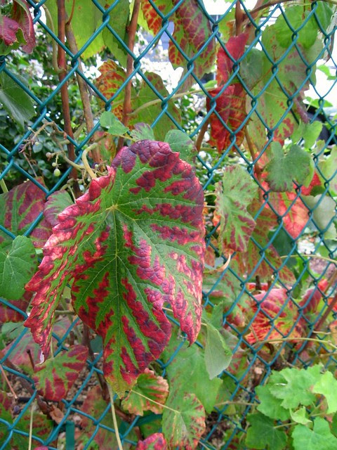 vines