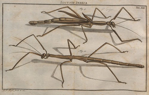 Locusta Indica V.2 a