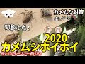 √70以上 トマト カメムシ 木酢液 518885