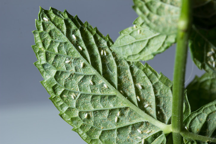 whitefly-damage-slug-a-bug.jpg