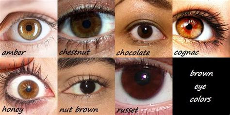 Normal eye colors range from the darkest shades of brown to the lightest tints of blue. this brown eye color chart is a great eye color biology and eyes