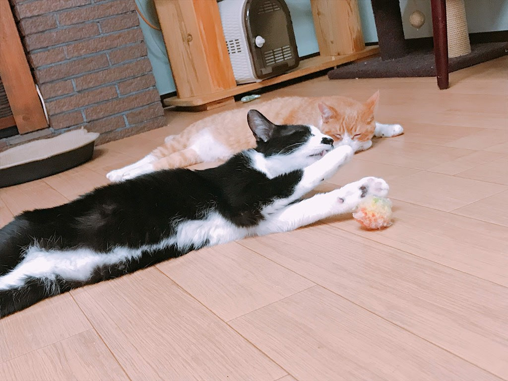 静岡市清水区の保護猫カフェ来夢でかわいい猫たちに癒される ハッチマン
