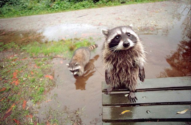 25 animals that know how to properly ask for cookies