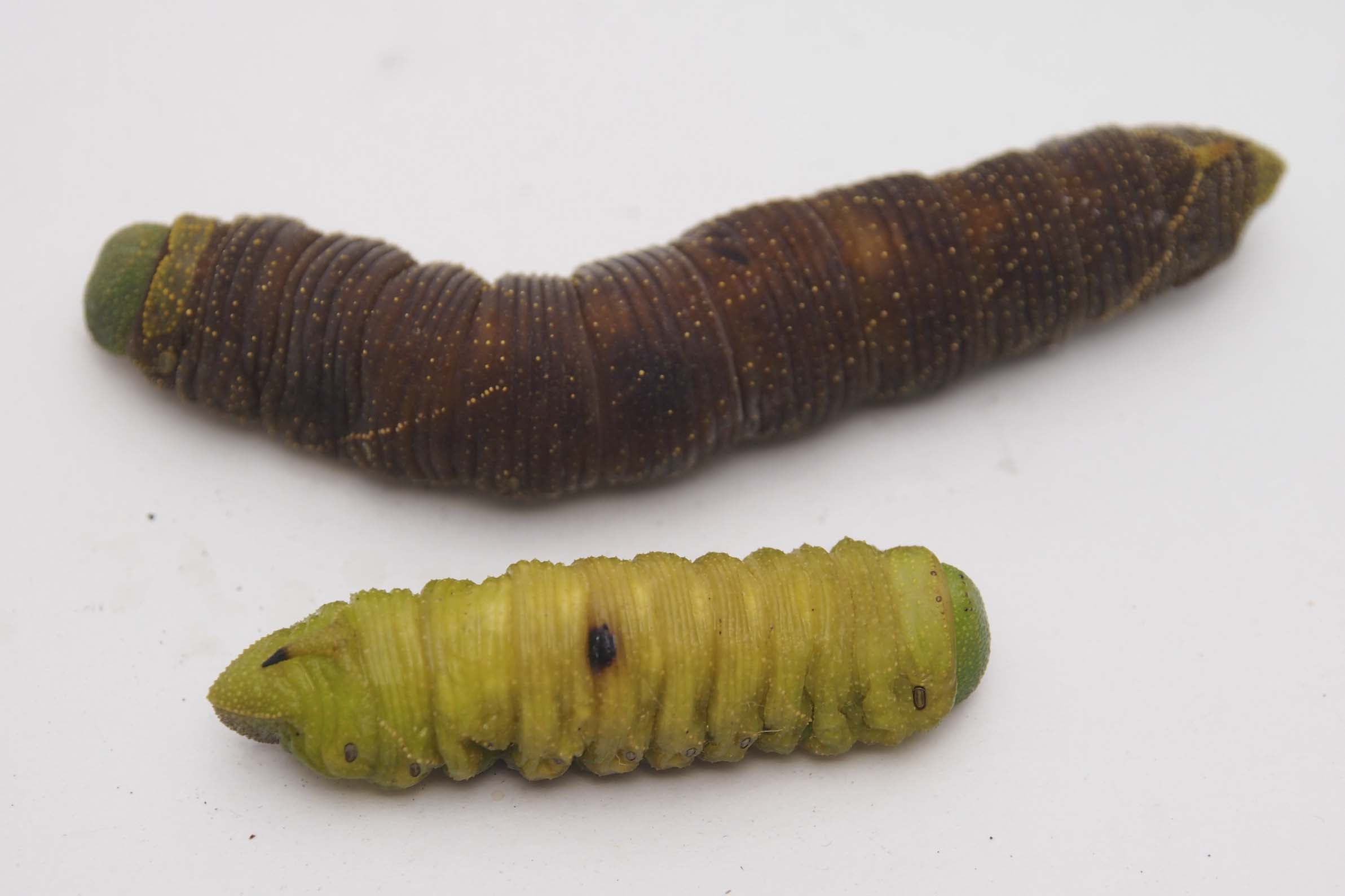 蟲ソムリエ Net Part 25