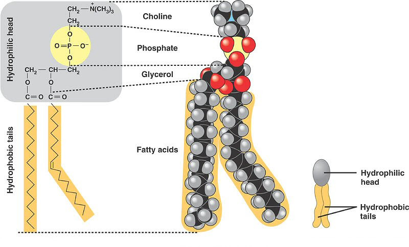 avonapbio / Phospholipids