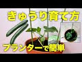 コンプリート！ きゅうり プランター栽培 343295-トマト きゅうり プランター栽培