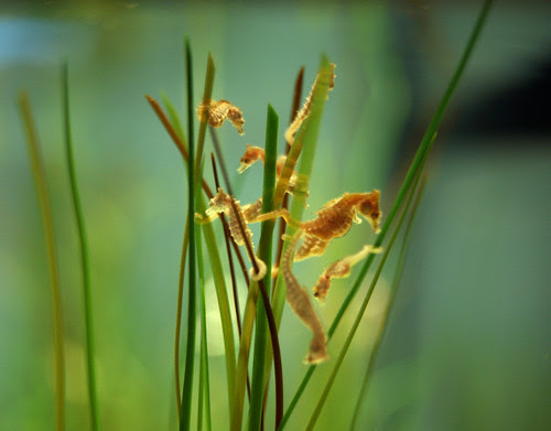 mini seahorses