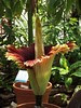 コレクション 世界 一 珍しい 花 963811-世界一珍しい花