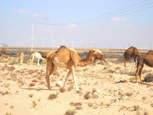 アフリカ大陸 西サハラ 世界地図で 白か薄い色 で色分け表示される場所 珍国の女王 The Story Of Travel 株式会社スカイスターツアーズ