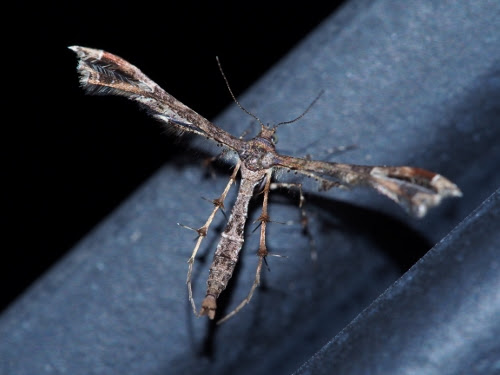 かっこいい虫 写真 ダイビング クラブ