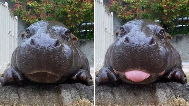 うるうるお目目につるんとボディ 子カバのかわいさを堪能できる画像集が発見されたよ マランダー