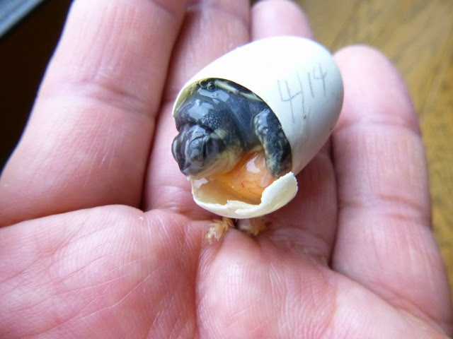 フロリダハコガメの卵に 吉岡養魚場blog 金魚と亀にかこまれて