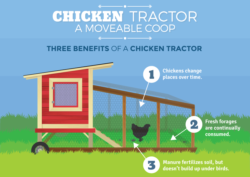 Raising Chickens at Home | Fix.com